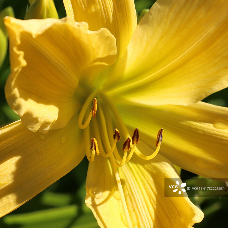 美国俄勒冈州尤金市盛开的黄色百合花特写图片素材