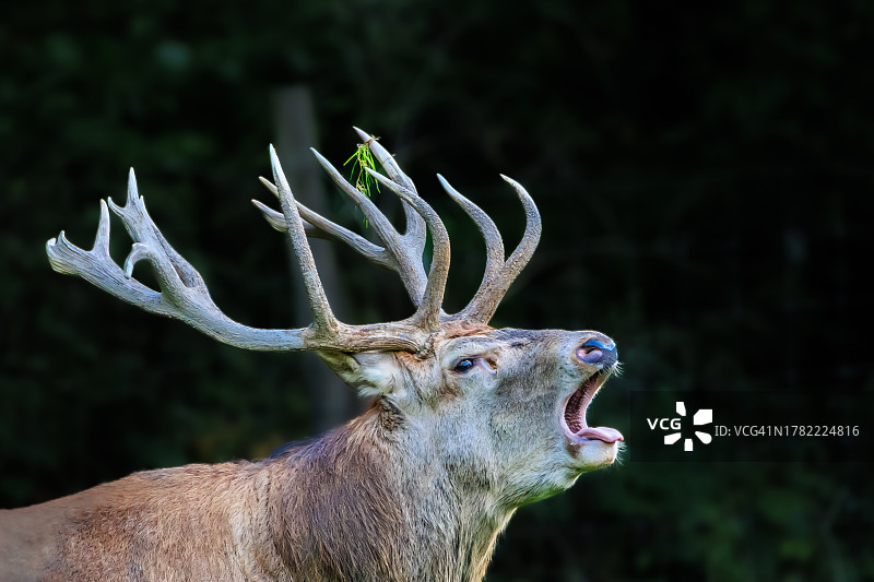 田野上站立的红色鹿特写图片素材