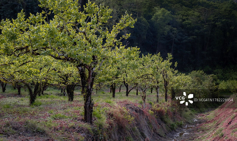 森林中的树木，巴西圣保罗瓜拉雷马图片素材