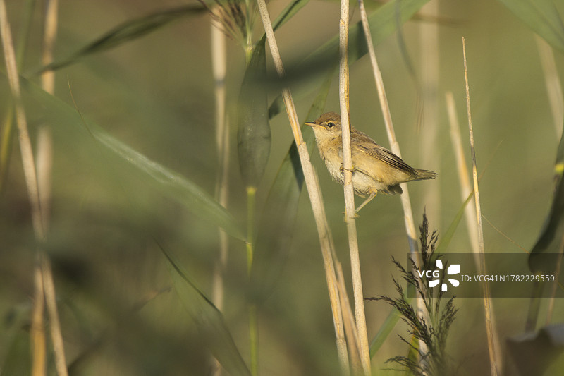 鸣禽栖息在植物上的特写图片素材