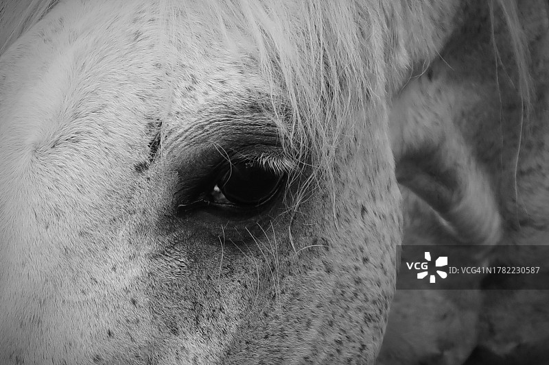 美国新罕布什尔州克莱蒙特马眼特写图片素材