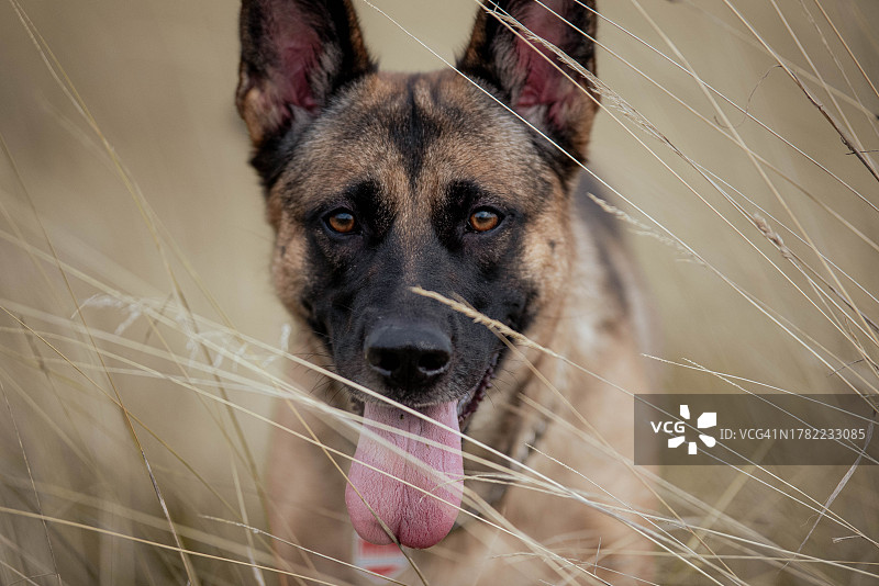 田野中纯种犬的特写肖像图片素材