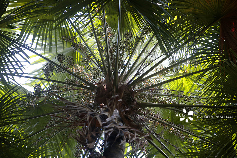 巴西棕榈树的仰视角度图片素材