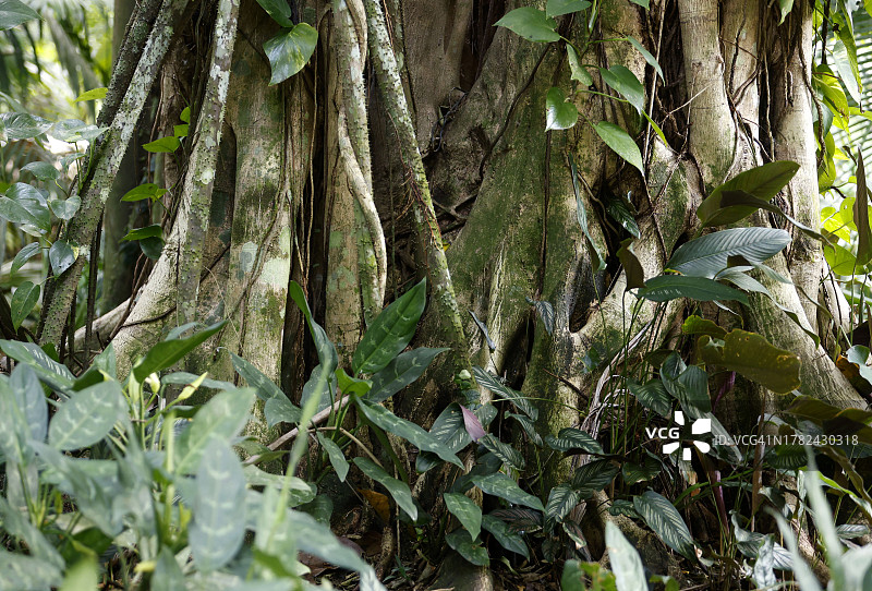 巴西亚马逊地区巨树树干上的攀缘植物图片素材