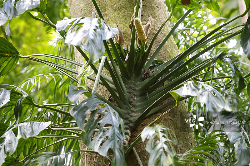巴西亚马逊地区巨树树干上的攀缘植物图片素材