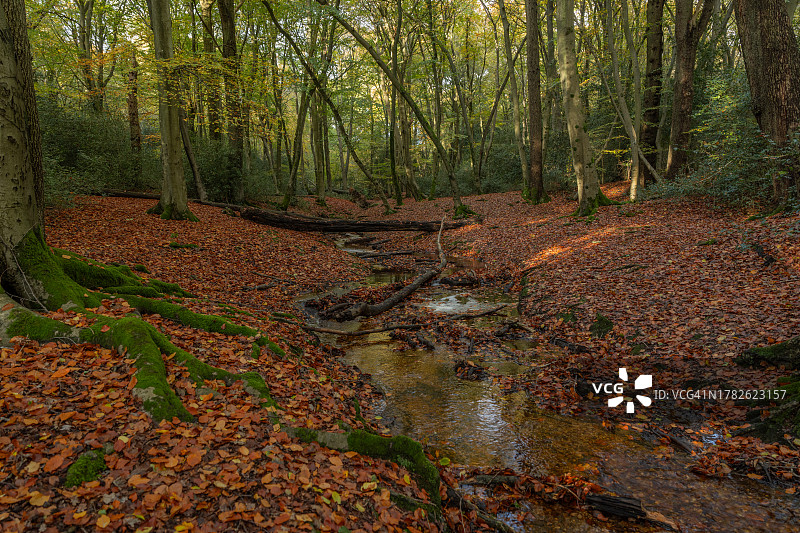英国白金汉郡伯纳姆比奇斯秋色图片素材