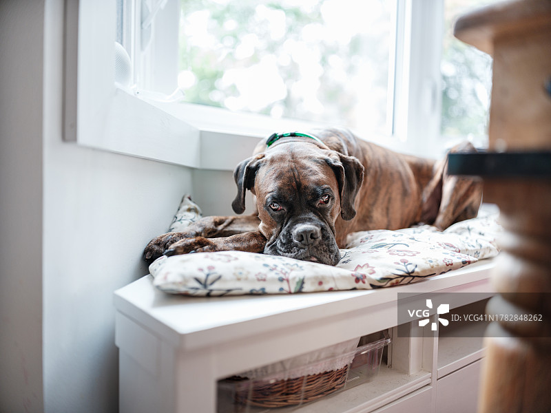 趴在窗台上的拳师犬图片素材