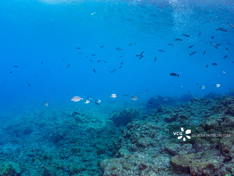 一群美丽的蓝鳍金枪鱼和其他幼鱼。 日本静冈县,南伊豆,加茂郡,伊豆半岛,中城,HIRIZO海滩, 摄于2023年10月28日。 在水下摄影。图片素材