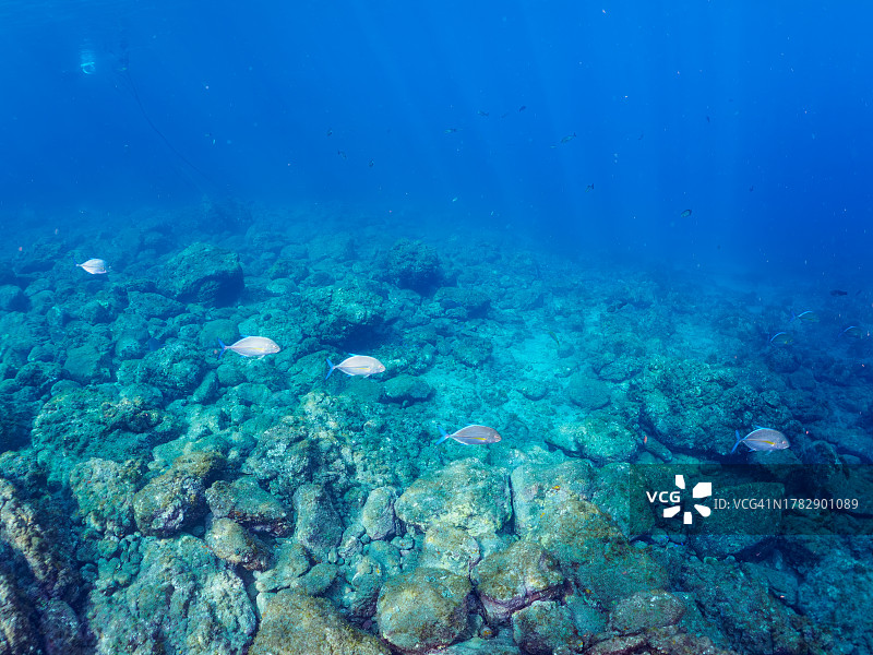 一群美丽的蓝鳍金枪鱼和其他幼鱼。  日本静冈县，南伊豆，加茂郡，伊豆半岛，中城，HIRIZO海滩， 摄于2023年10月28日。 在水下摄影。图片素材