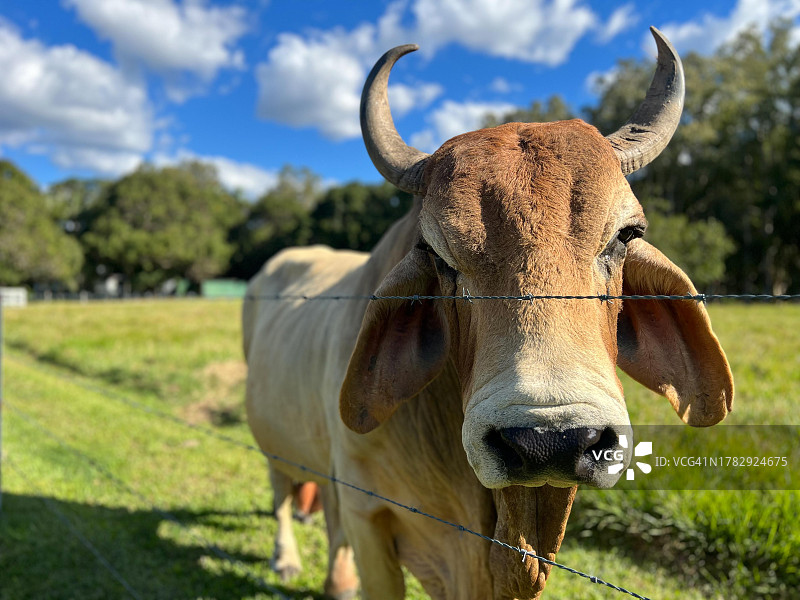 农场里的大型婆罗门公牛图片素材