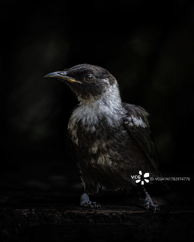 黑色背景幼年图伊鸟特写图片素材