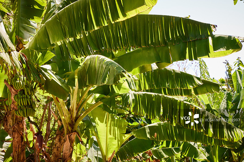 正在生长的香蕉图片素材