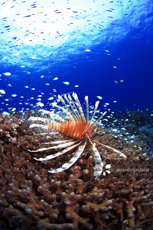 红色狮子鱼图片素材