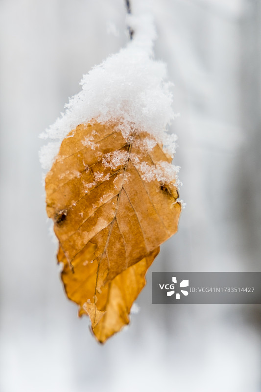 覆盖白雪的山毛榉叶图片素材
