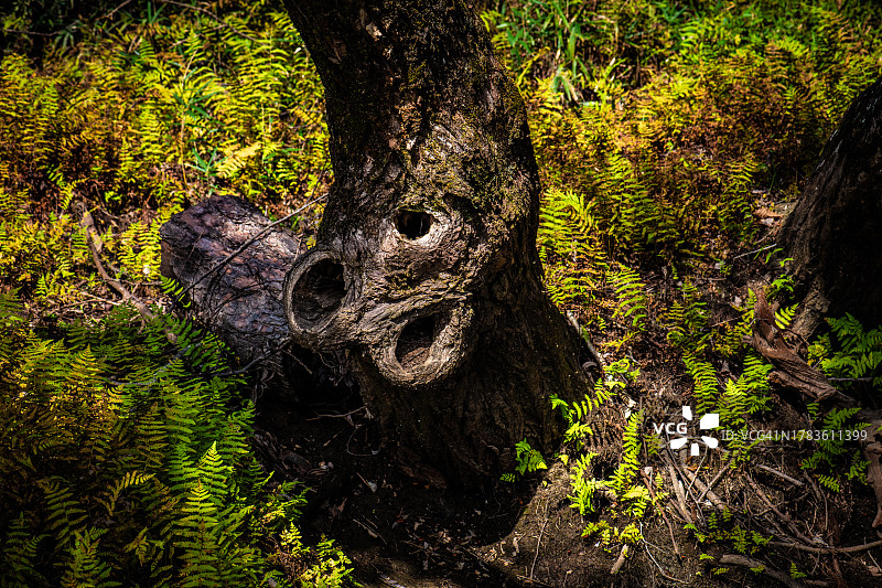 蕨类植物田中幽暗的树洞图片素材