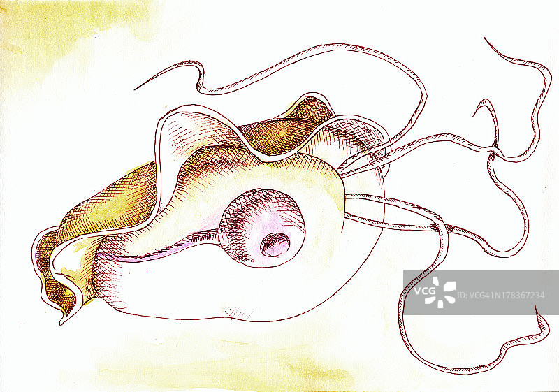 阴道毛滴虫图片素材