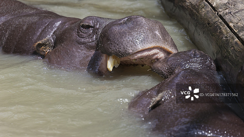 两只小河马在水中嬉戏图片素材