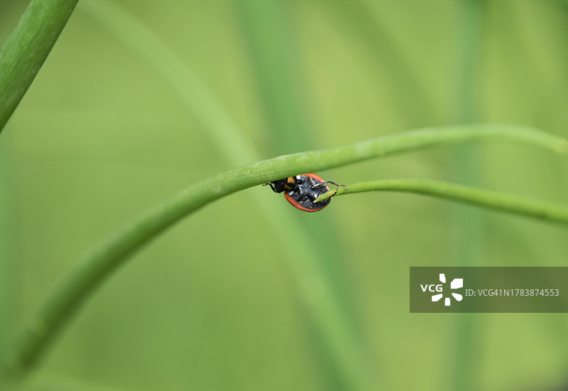 瓢虫跨越缝隙图片素材