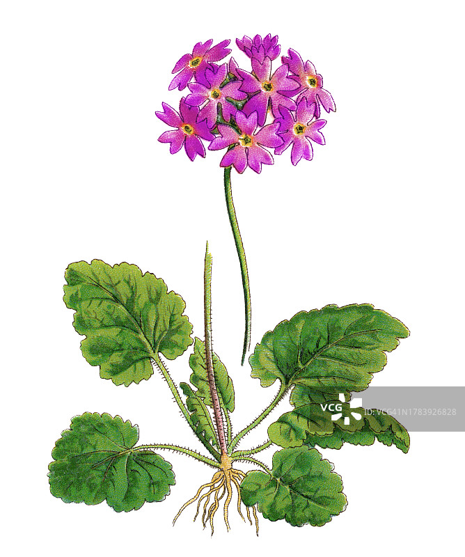 古老的彩色石印植物插图：报春花，一种分布于乌拉尔山脉至中国的广布物种图片素材