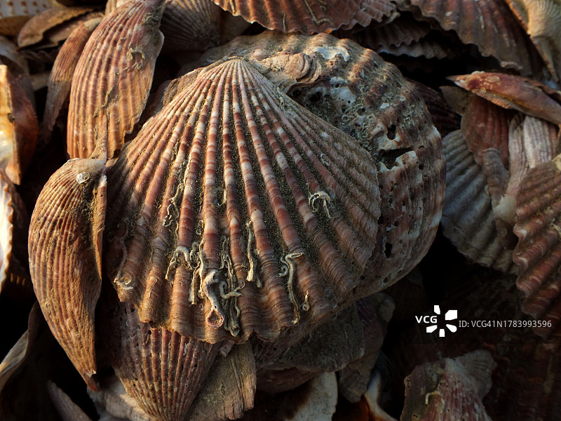 克里夫顿海滩出售的各种贝壳图片素材