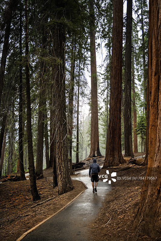 雨中漫步于美国加州红杉国家公园图片素材