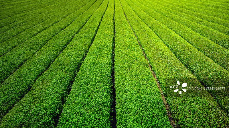 蓝天背景下的绿茶园，生态茶园的航拍景观，茶园日出景观前的乡村风空桌，产品展示概念图片素材