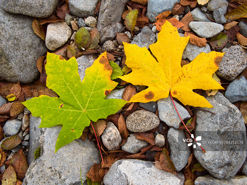 两片大叶枫叶图片素材