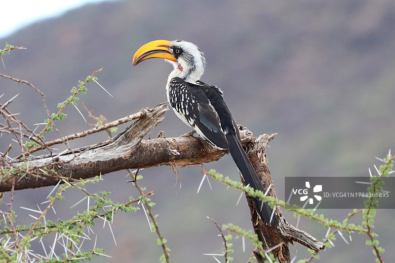 坐在树枝上的黄嘴犀鸟图片素材
