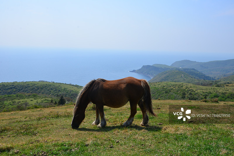 隐岐群岛（西之岛）图片素材