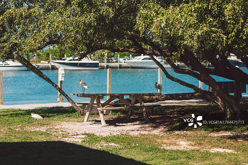 佛罗里达图片素材