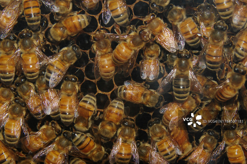蜂巢中的蜜蜂图片素材