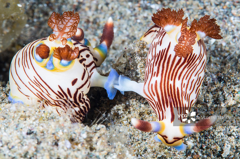 线纹多彩海牛交配图片素材