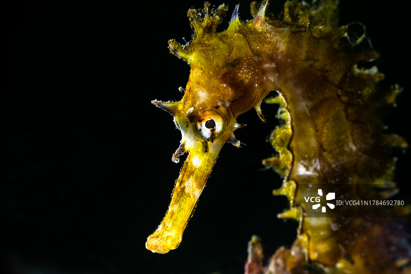 多刺海马(Hippocampus hystrix)图片素材