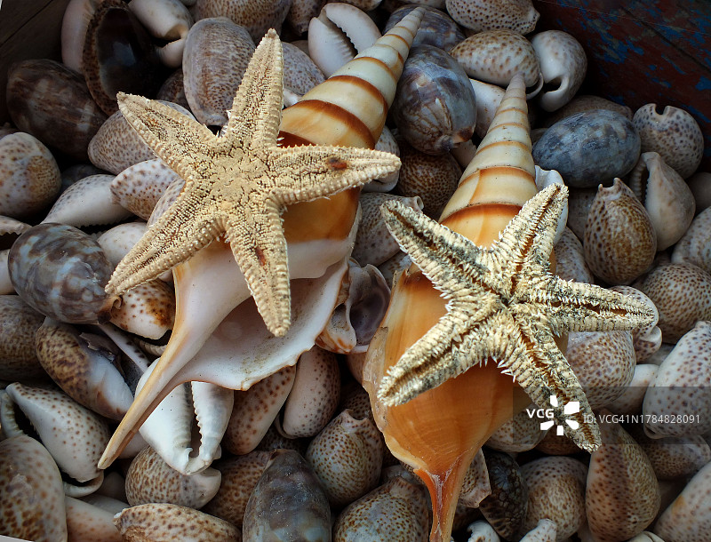 沙滩海贝图片素材