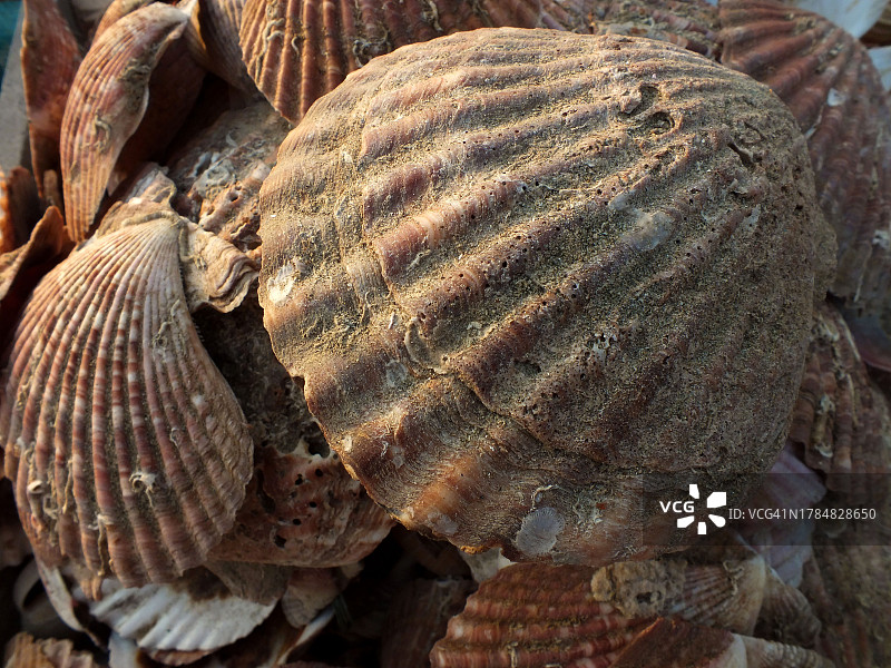 沙滩海贝图片素材