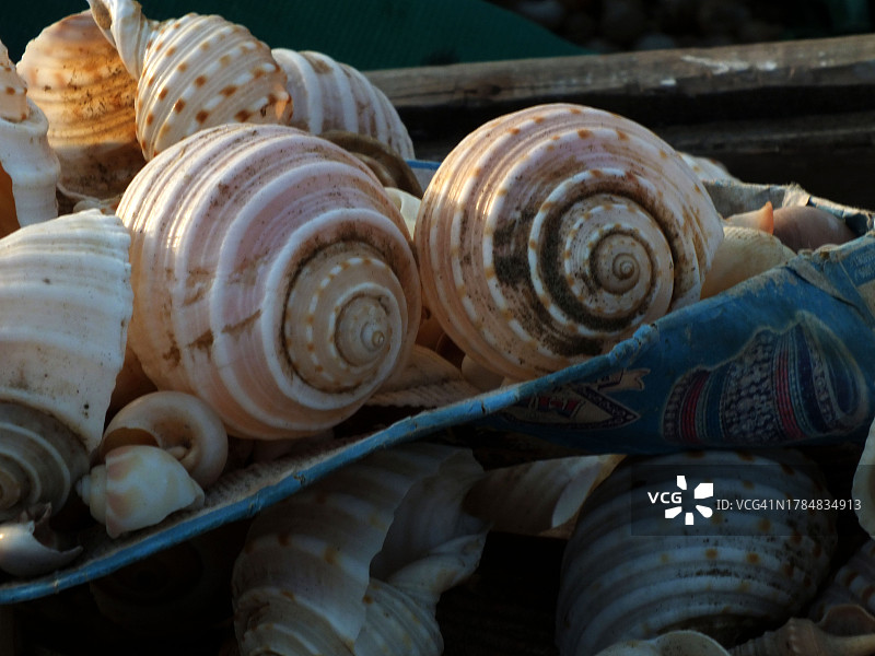 沙滩海贝图片素材