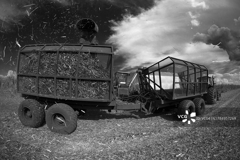 巴西圣保罗甘蔗种植园的机械化收割图片素材