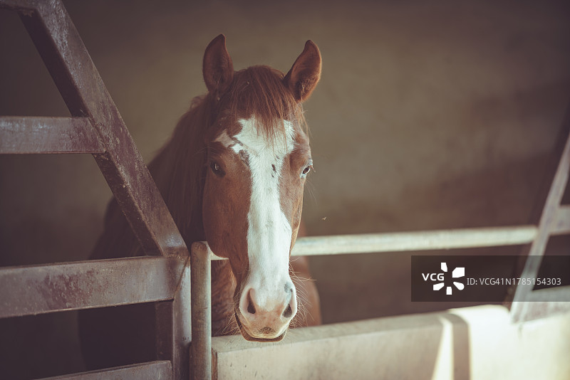 马厩里的阿拉伯马图片素材
