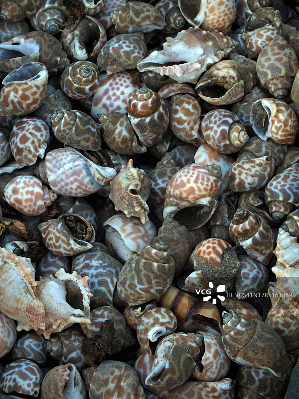 沙滩海贝图片素材