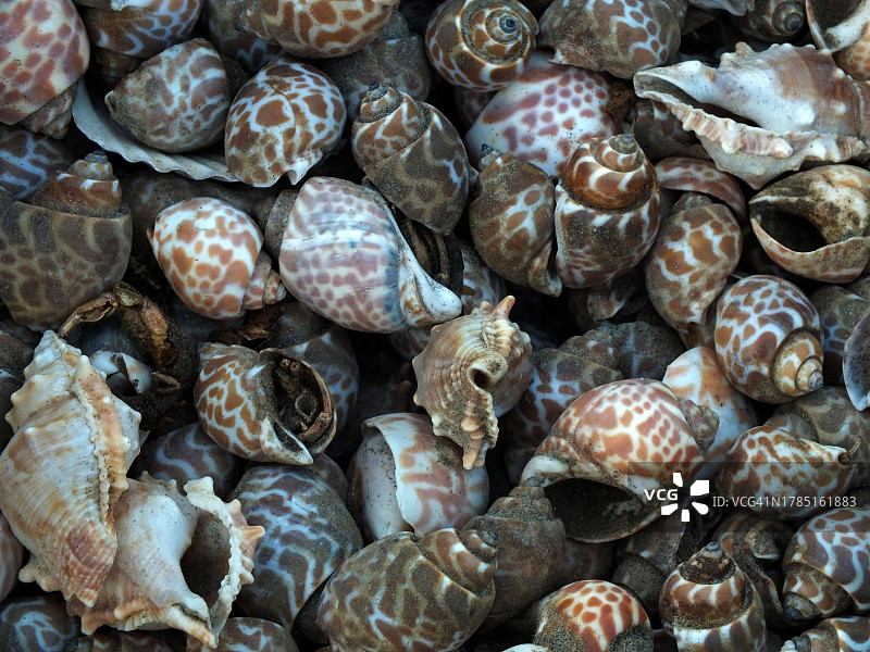 沙滩海贝图片素材