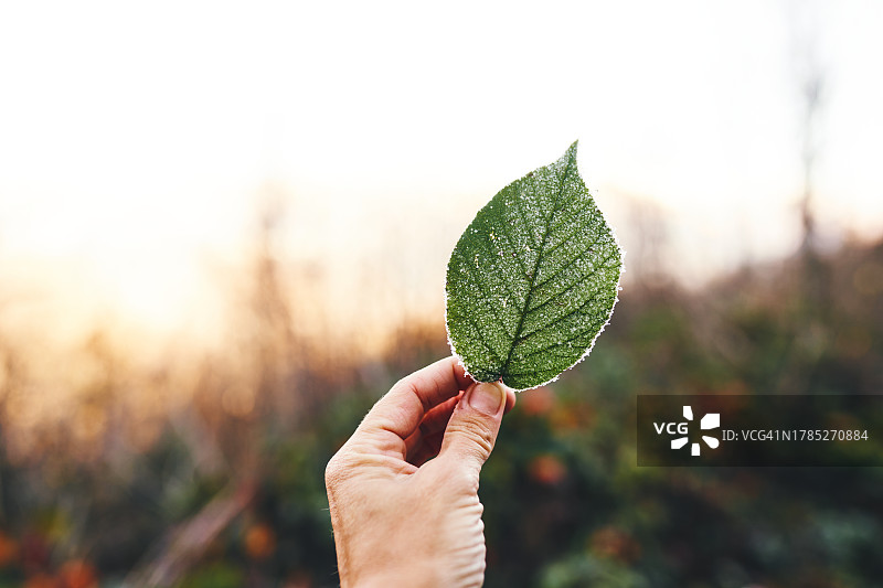 日落时分，女人手中的霜叶图片素材