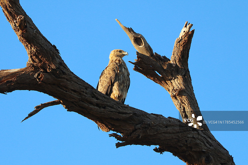 栖息在树上的黄褐色老鹰图片素材