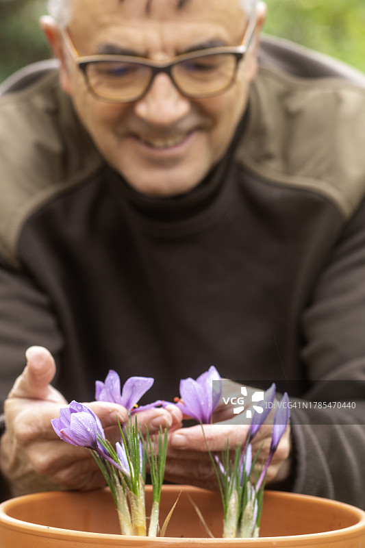 一位退休老人正在照料藏红花图片素材