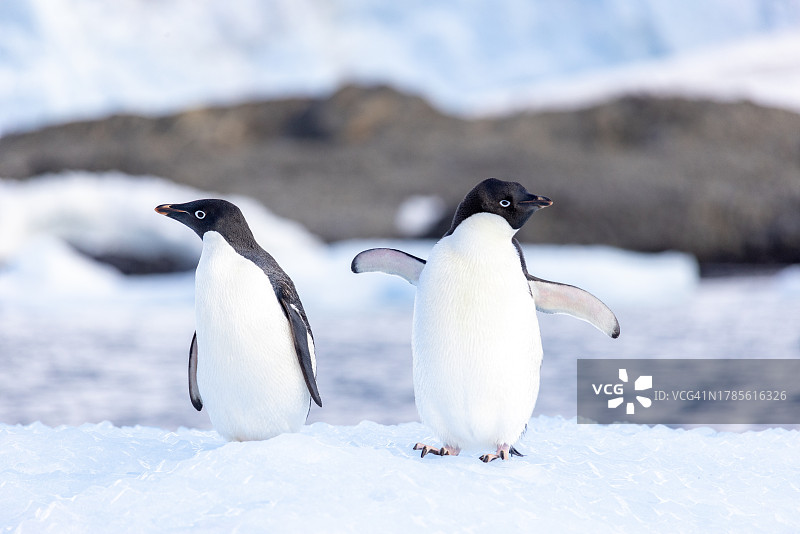 阿德利企鹅图片素材