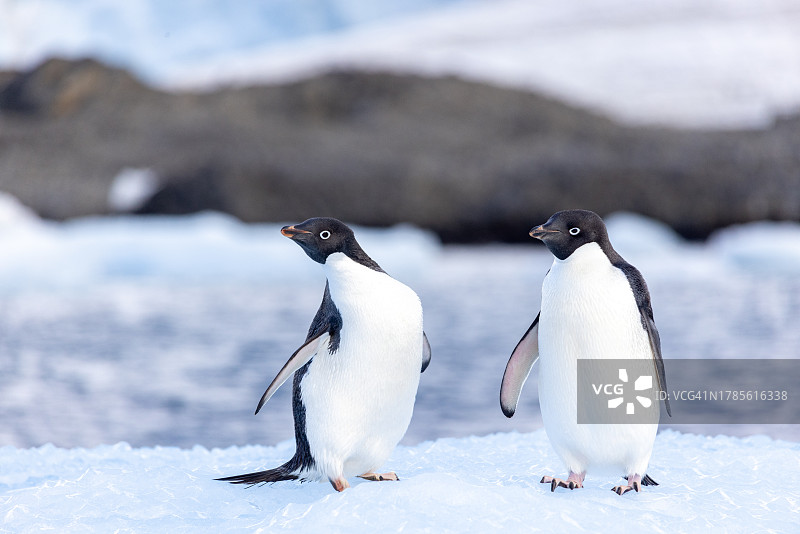 阿德利企鹅图片素材