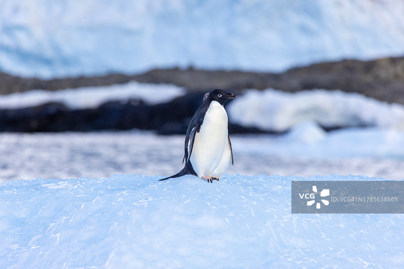阿德利企鹅图片素材