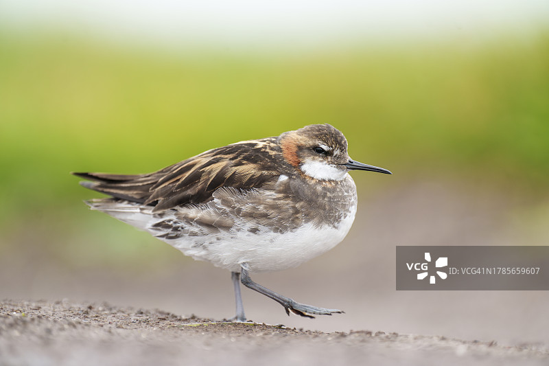 红颈瓣足鹬成年雌鸟图片素材