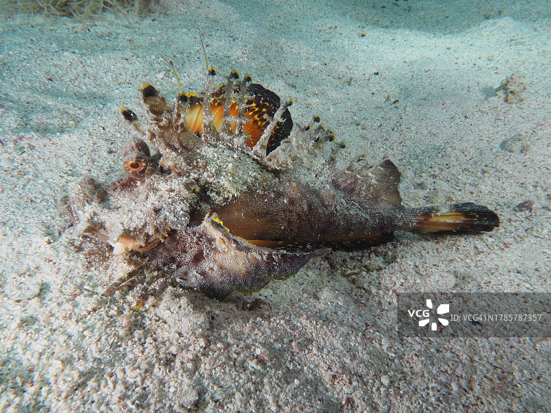 红海丝鳍 назем 鱼（丝鳍 назем 鱼）用彩色鳍警告敌人。埃及红海El Quesir红树林湾House Reef潜水点图片素材