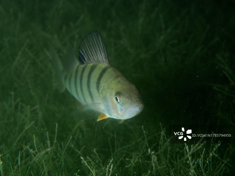 欧洲鲈鱼在夜晚的水生植物中寻找庇护所图片素材
