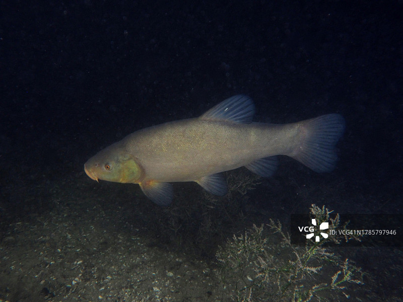 瑞士苏黎世湖夜间丁鱥图片素材